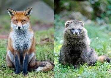 Fox vs Raccoon dog