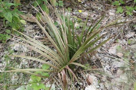 Butia capitata 3 butia romi 12 juin 2013 017.jpg