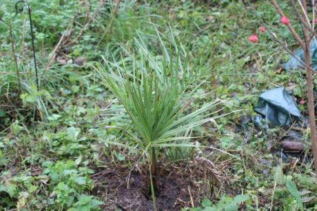 Butia capitata 4 butia romi 2 nov 2013 021.jpg