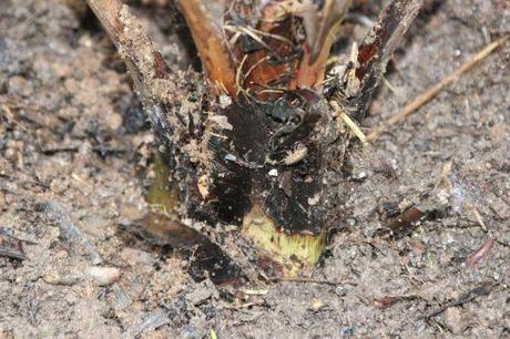 Butia capitata 5 butia romi 2 nov 2013 020.jpg
