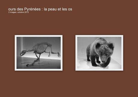 Ours-des-Pyrénées-la-peau-et-les-os-1024x724
