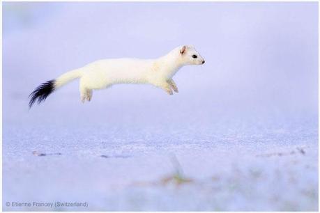 Les 27 plus belles photographies du Wildlife Photographer 2013 Les 27 plus belles photographies du Wildlife Photographer 2013