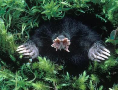 AAB43E9CF2197C1315FC8301A2747_h498_w598_m2 #1 La biologie c’est fantastique : le blobfish, c’est pas si horrible