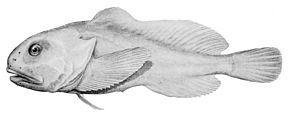 #1 La biologie c’est fantastique : le blobfish, c’est pas si horrible Psychrolutes_marcidus