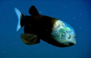 #1 La biologie c’est fantastique : le blobfish, c’est pas si horrible Que c'est bizarre...