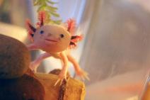 axolotl.8 #1 La biologie c’est fantastique : le blobfish, c’est pas si horrible