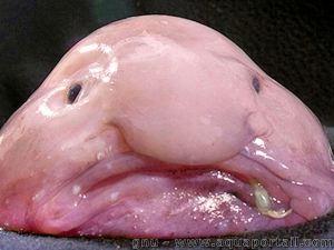 #1 La biologie c’est fantastique : le blobfish, c’est pas si horrible Désolé de vous l'apprendre, mais si un jour vous croisez un blobfish, il y a peu de chance pour qu'il ressemble à cela