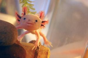#1 La biologie c’est fantastique : le blobfish, c’est pas si horrible C'est quand même très mignon...