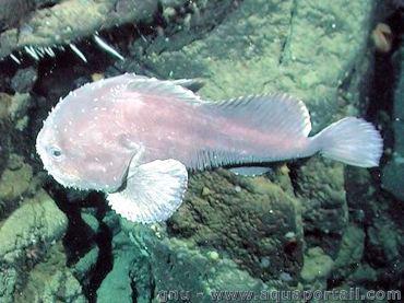 psychrolutes-marcidus #1 La biologie c’est fantastique : le blobfish, c’est pas si horrible