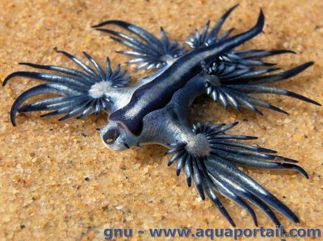 #1 La biologie c’est fantastique : le blobfish, c’est pas si horrible glaucus-atlanticus