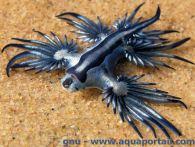 glaucus-atlanticus #1 La biologie c’est fantastique : le blobfish, c’est pas si horrible
