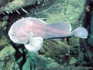 #1 La biologie c’est fantastique : le blobfish, c’est pas si horrible Pas encore convaincu?