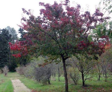 Pyrus calleryana 0 pyrus calleryana barres.jpg
