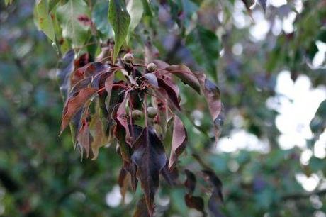 Pyrus calleryana 1 pyrus calleryana barres 12 oct 2013 052.jpg