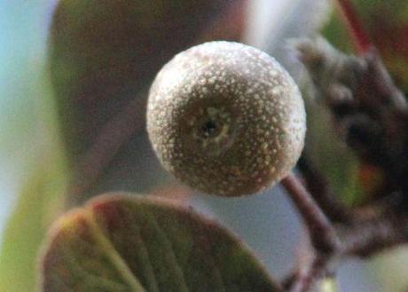 Pyrus calleryana pyrus calleryana poire barres 12 oct 2013 055.jpg