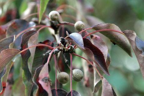 Pyrus calleryana 2 pyrus calleryana barres 12 oct 2013 054.jpg