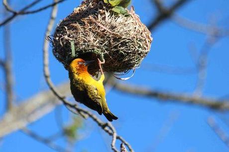 L'Afrique du sud - 13 10 09 MALOLOTJA RESERVE (1)