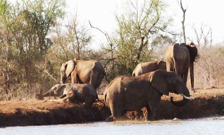 L'Afrique du sud - 13 10 11 PK HLANE JPG (4)