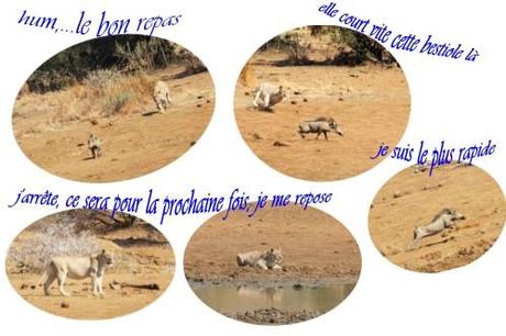 L'Afrique du sud - repas du lion