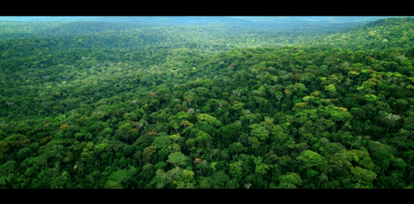 Pour la première fois, une forêt tropicale va naitre sous vos yeux… Avant-Premiere - Il Etait une forêt- Luc Jacquet 7