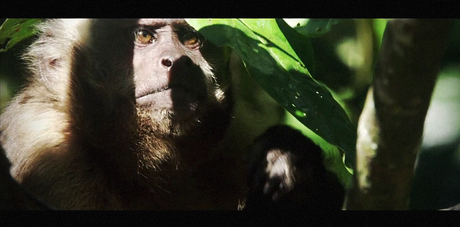 Pour la première fois, une forêt tropicale va naitre sous vos yeux… Avant-Premiere - Il Etait une forêt- Luc Jacquet 5