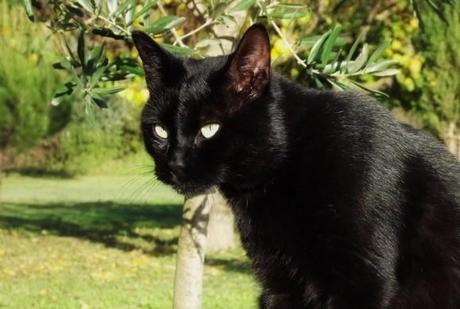 Mr Le Chat ! Chat Noir