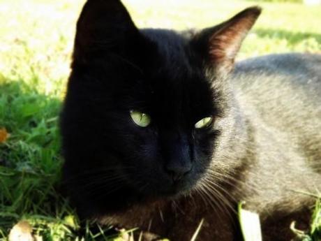 Mr Le Chat ! Chat-Noir--4-.JPG