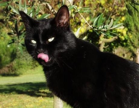 Mr Le Chat ! Chat Noir (3)