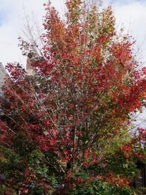 les couleurs de l'automne 082