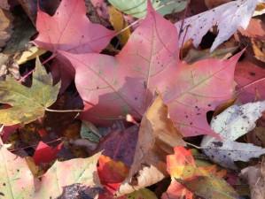 les couleurs de l'automne 088.JPG