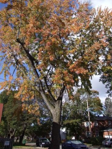 les couleurs de l'automne 092