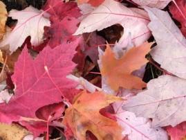 les couleurs de l'automne 072