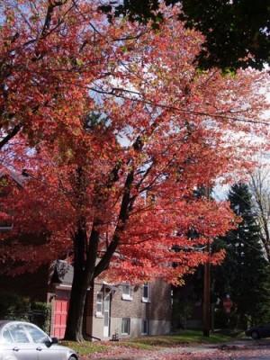 les couleurs de l'automne 055