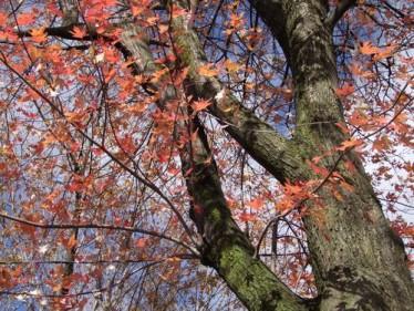 les couleurs de l'automne 066