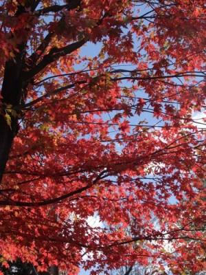 les couleurs de l'automne 059