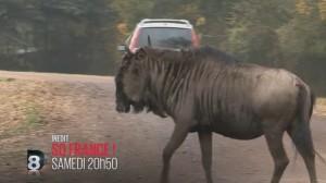 So France : « Dans les coulisses des plus beaux zoos de France », ce soir sur D8 So France D8