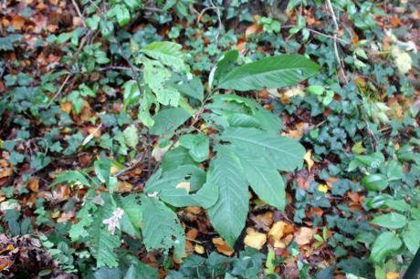 Asimina triloba 3 asimina veneux 10 nov 2013 011.jpg