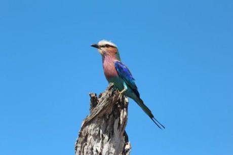 L'Afrique du sud - le parc Kruger 13 10 05 PK KRUGER (21)