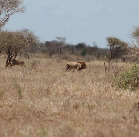 L'Afrique du sud - le parc Kruger 13 10 03 PK KRUGER (63)