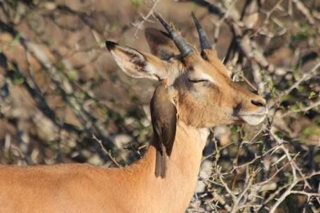 L'Afrique du sud - le parc Kruger 13 10 03 PK KRUGER (6)