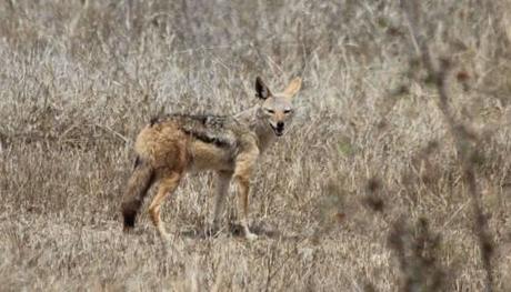 L'Afrique du sud - le parc Kruger 13 10 03 PK KRUGER (58)