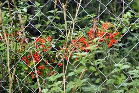 Cotoneaster lacteus 1 pyracantha romi 5 oct 2013 013.jpg