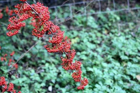 Cotoneaster lacteus 5 cotoneaster lacteus romi 7 nov 2013 060.jpg