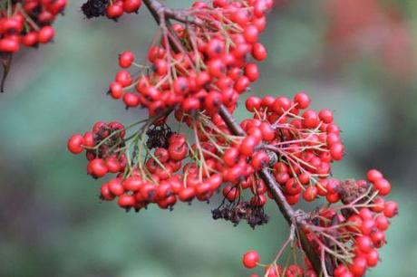 Cotoneaster lacteus 6 cotoneaster lacteus romi 7 nov 2013 059.jpg