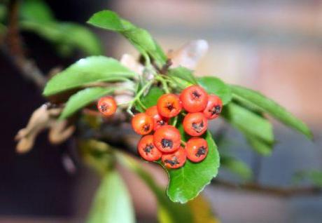 Cotoneaster lacteus pyracantha 30 oct 016.jpg