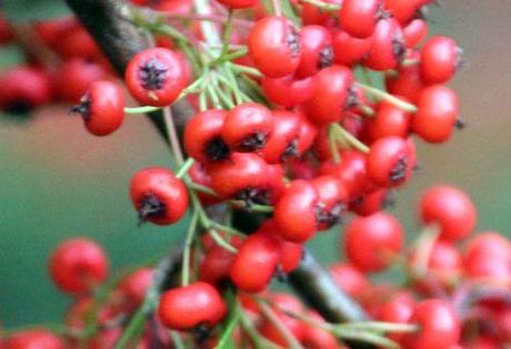 Cotoneaster lacteus cotoneaster lacteus romi 7 nov 2013 058.jpg