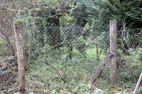 Cotoneaster lacteus 2 pyracantha romi 12 oct 2013 061 (1).jpg