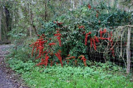 Cotoneaster lacteus 3 cotoneaster lacteus romi 7 nov 2013 042.jpg