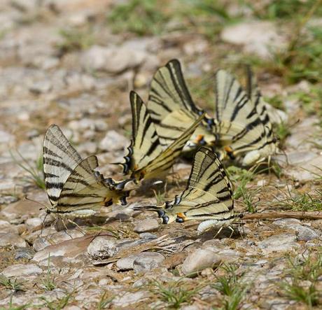 regroupement de flambé - papillons de la forêt de Fontainebleau