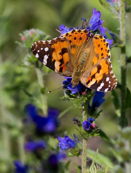 Vanesse du chardon sur de la vipérine Vanesse du chardon sur de la vipérine